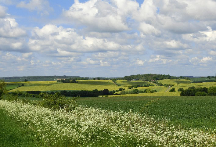 Undulating countryside to the north of Saffron Walden.