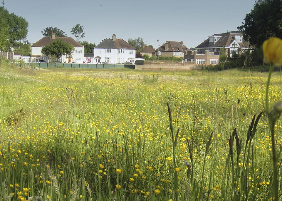 Wetland meadows within the flood plain at Worcester Park are managed and planned to maximise function.