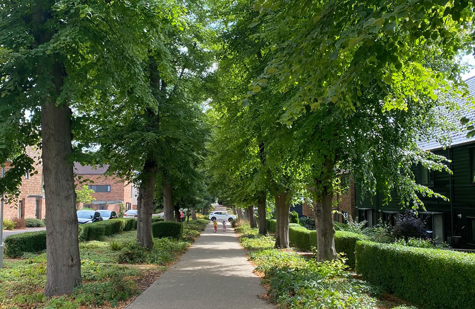 Pedestrian footway lined with trees and overlooked by parallel homes in The Avenue.