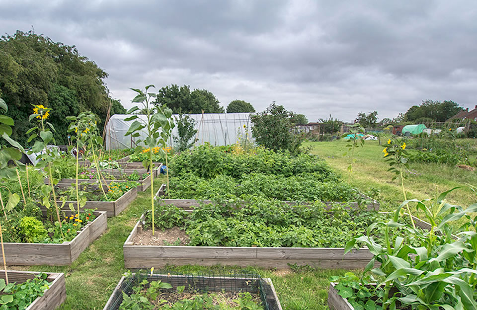 Jubilee Allotments provide a central community space in Great Dunmow.