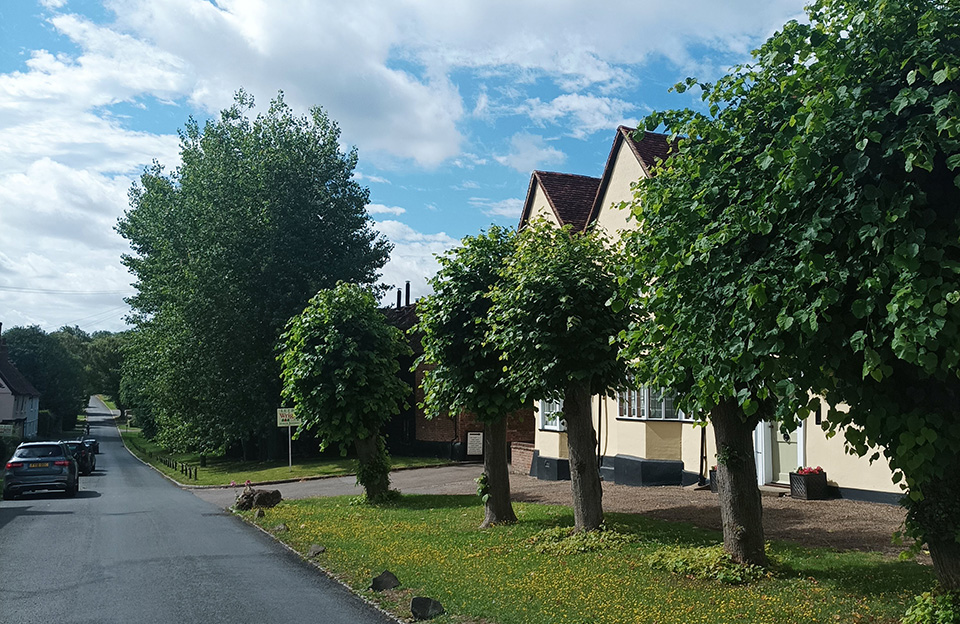 Mature trees animating green verge and separating footpath from street at Cage End, Hatfield Broad Oak.