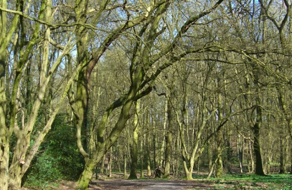 Ancient woodland characterises the landscape in Birchanger.