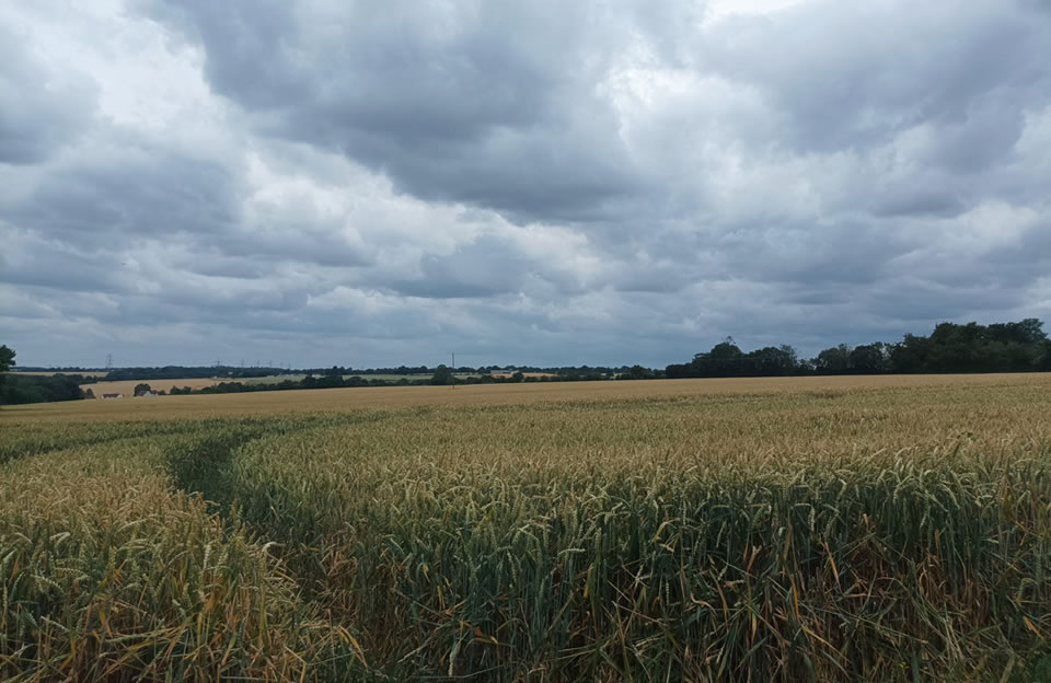 Juxtaposition of open countryside and copses of trees woodland.