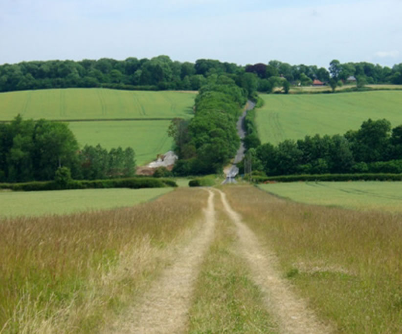 Trees define the large-scale rectilinear field pattern in Elmdon.