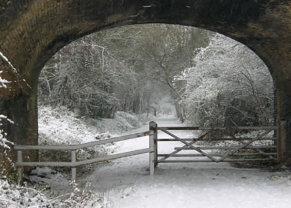 Dense woodland enclose The Flitch Way.